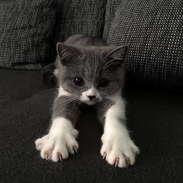 O grupo Murder Mittens é sobre gatos mostrando suas garras (35 fotos) 33
