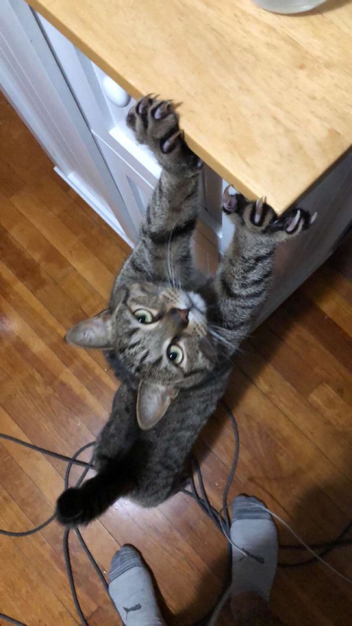 O grupo Murder Mittens é sobre gatos mostrando suas garras (35 fotos) 34