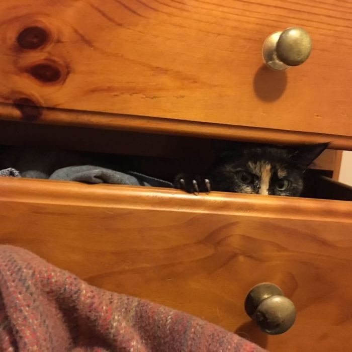 O grupo Murder Mittens é sobre gatos mostrando suas garras (35 fotos) 35