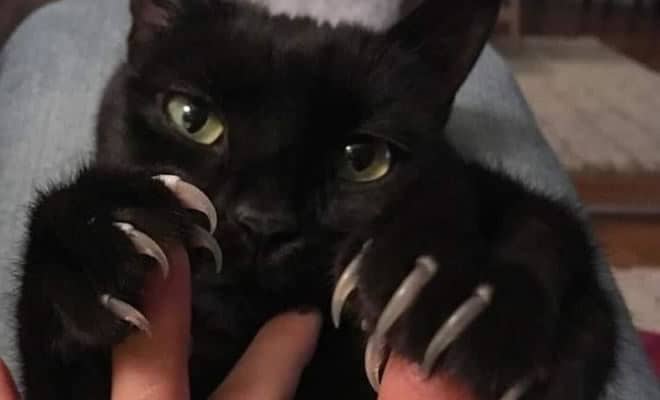 O grupo Murder Mittens é sobre gatos mostrando suas garras (35 fotos)