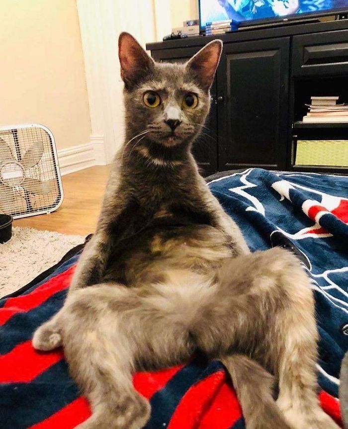 36 vezes as pessoas levantaram a pergunta O que há de errado com meu gato? 1 36 vezes as pessoas levantaram a pergunta O que há de errado com meu gato? 1