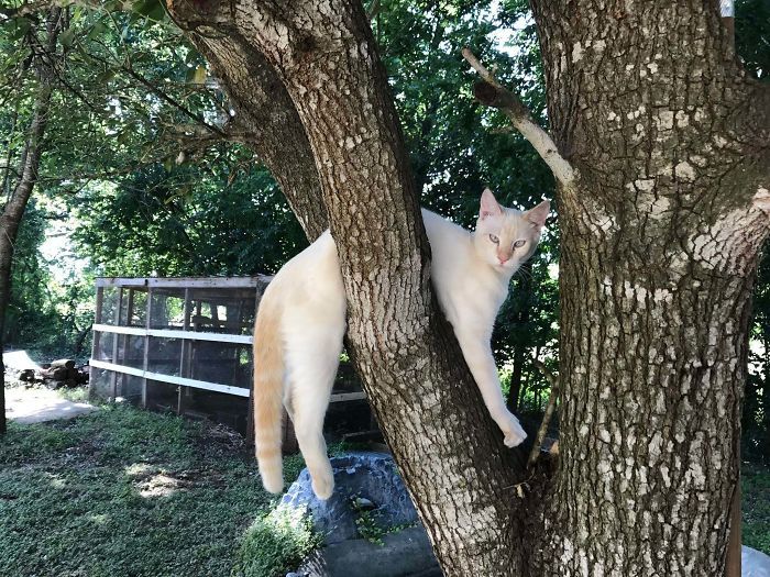 36 vezes as pessoas levantaram a pergunta O que há de errado com meu gato? 3 36 vezes as pessoas levantaram a pergunta O que há de errado com meu gato? 3