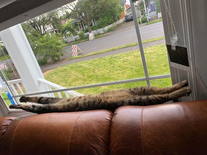 36 vezes as pessoas levantaram a pergunta O que há de errado com meu gato? 4 36 vezes as pessoas levantaram a pergunta O que há de errado com meu gato? 4