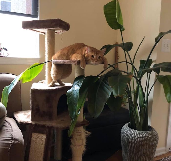 36 vezes as pessoas levantaram a pergunta O que há de errado com meu gato? 5 36 vezes as pessoas levantaram a pergunta O que há de errado com meu gato? 5