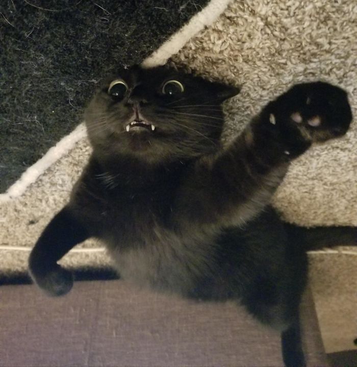 36 vezes as pessoas levantaram a pergunta O que há de errado com meu gato? 6 36 vezes as pessoas levantaram a pergunta O que há de errado com meu gato? 6