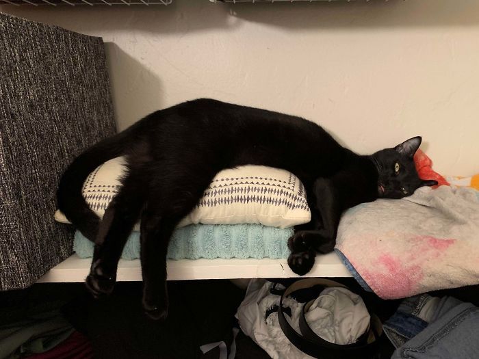 36 vezes as pessoas levantaram a pergunta O que há de errado com meu gato? 7 36 vezes as pessoas levantaram a pergunta O que há de errado com meu gato? 7