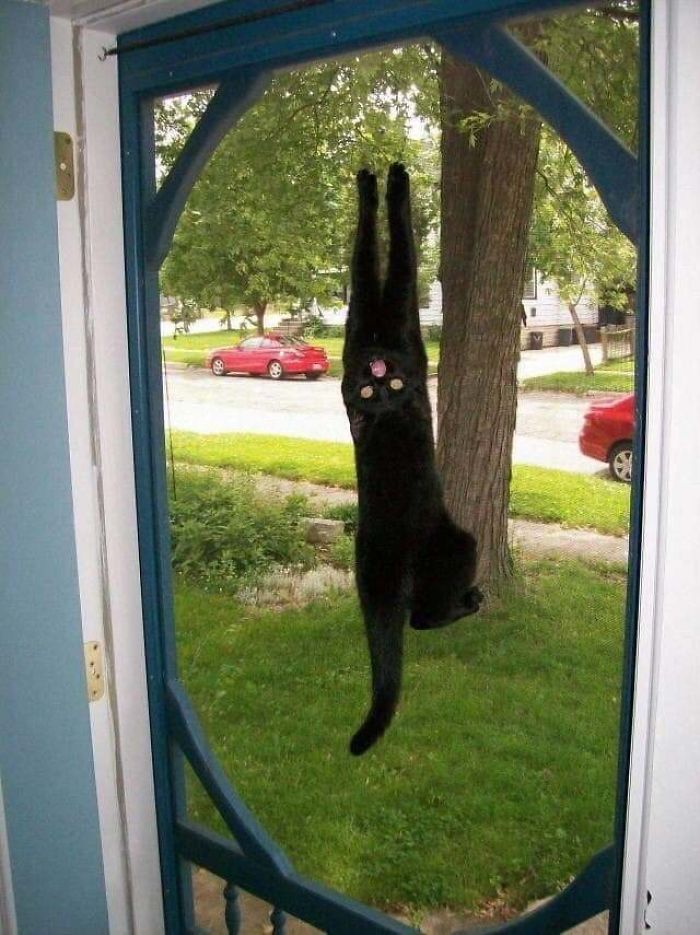 36 vezes as pessoas levantaram a pergunta O que há de errado com meu gato? 8 36 vezes as pessoas levantaram a pergunta O que há de errado com meu gato? 8