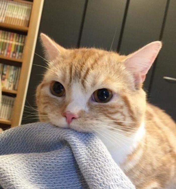 36 vezes as pessoas levantaram a pergunta O que há de errado com meu gato? 9 36 vezes as pessoas levantaram a pergunta O que há de errado com meu gato? 9