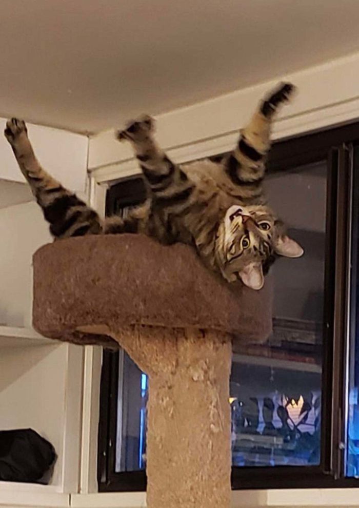 36 vezes as pessoas levantaram a pergunta O que há de errado com meu gato? 10 36 vezes as pessoas levantaram a pergunta O que há de errado com meu gato? 10