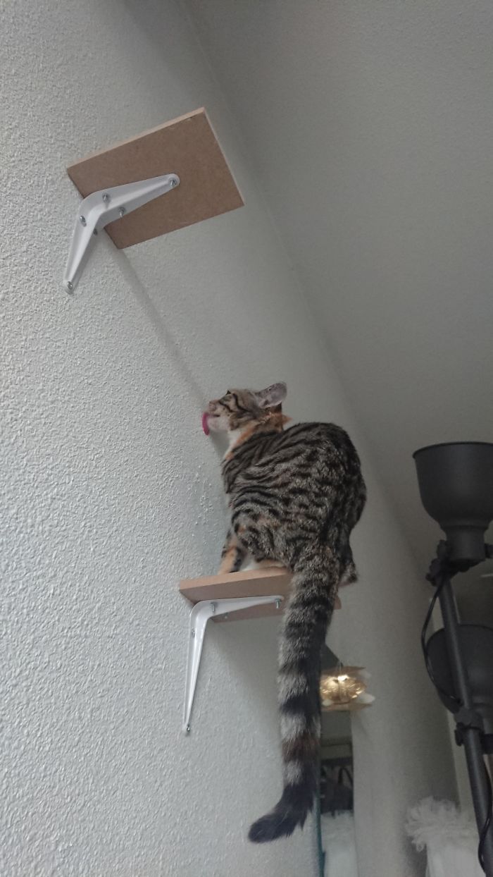 36 vezes as pessoas levantaram a pergunta O que há de errado com meu gato? 11 36 vezes as pessoas levantaram a pergunta O que há de errado com meu gato? 11