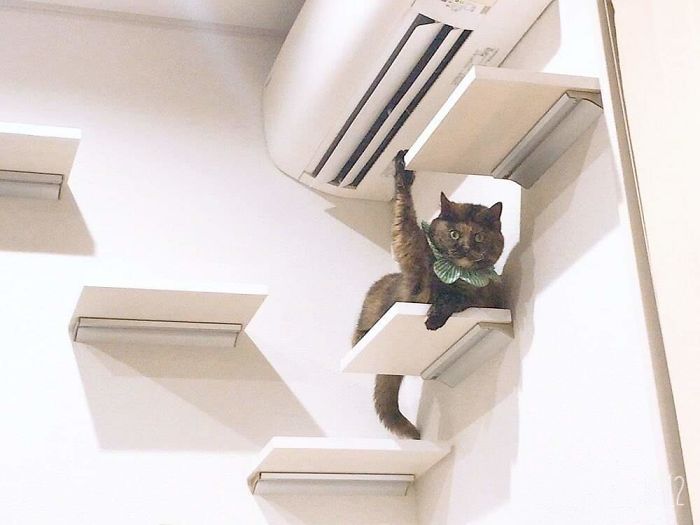 36 vezes as pessoas levantaram a pergunta O que há de errado com meu gato? 12 36 vezes as pessoas levantaram a pergunta O que há de errado com meu gato? 12