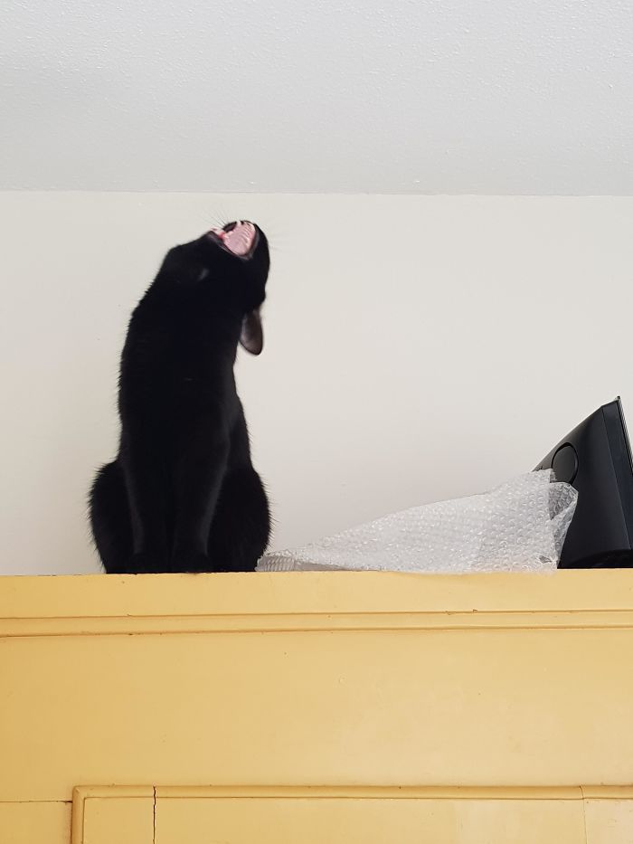 36 vezes as pessoas levantaram a pergunta O que há de errado com meu gato? 13 36 vezes as pessoas levantaram a pergunta O que há de errado com meu gato? 13