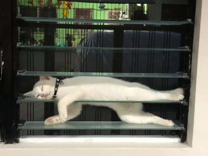 36 vezes as pessoas levantaram a pergunta O que há de errado com meu gato? 14 36 vezes as pessoas levantaram a pergunta O que há de errado com meu gato? 14