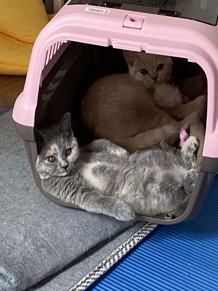 36 vezes as pessoas levantaram a pergunta O que há de errado com meu gato? 15 36 vezes as pessoas levantaram a pergunta O que há de errado com meu gato? 15