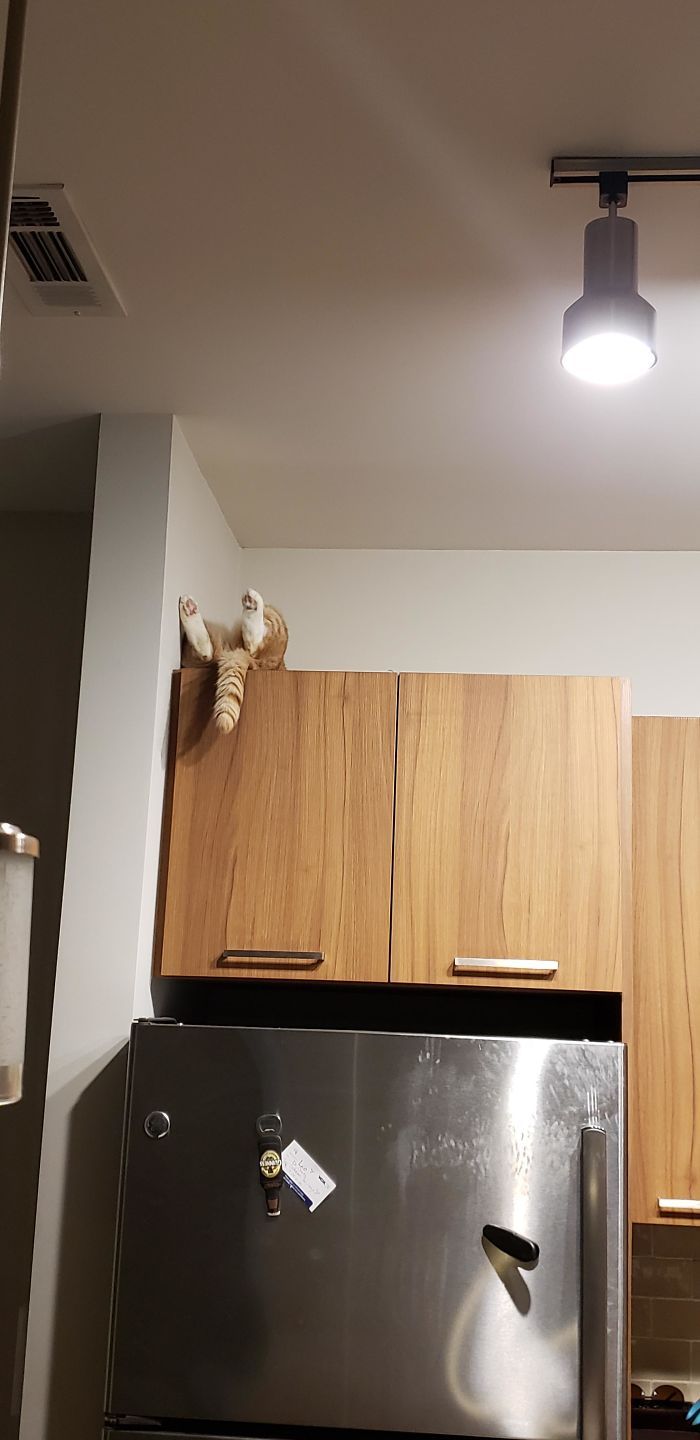 36 vezes as pessoas levantaram a pergunta O que há de errado com meu gato? 16 36 vezes as pessoas levantaram a pergunta O que há de errado com meu gato? 16