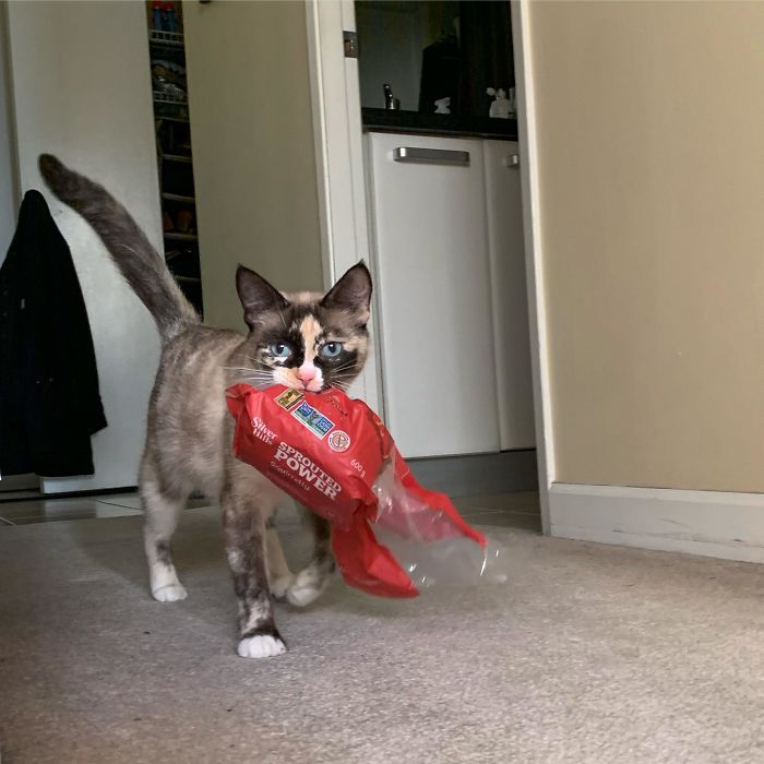 36 vezes as pessoas levantaram a pergunta O que há de errado com meu gato? 19 36 vezes as pessoas levantaram a pergunta O que há de errado com meu gato? 19