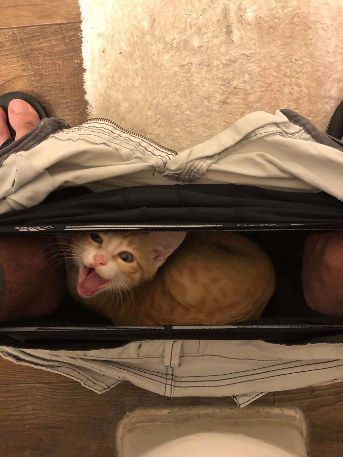 36 vezes as pessoas levantaram a pergunta O que há de errado com meu gato? 21 36 vezes as pessoas levantaram a pergunta O que há de errado com meu gato? 21