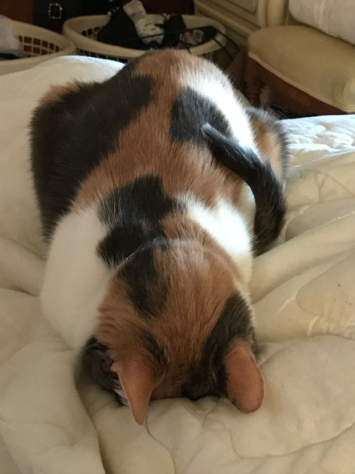 36 vezes as pessoas levantaram a pergunta O que há de errado com meu gato? 24 36 vezes as pessoas levantaram a pergunta O que há de errado com meu gato? 24