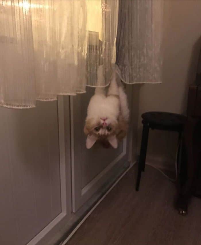 36 vezes as pessoas levantaram a pergunta O que há de errado com meu gato? 25 36 vezes as pessoas levantaram a pergunta O que há de errado com meu gato? 25