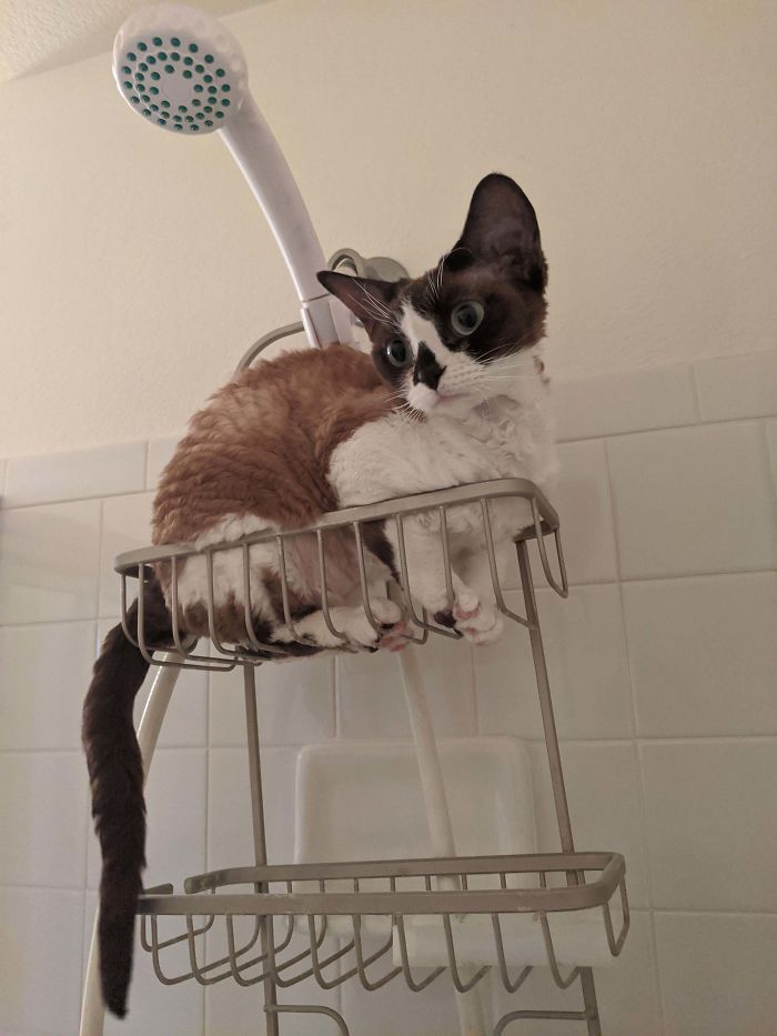 36 vezes as pessoas levantaram a pergunta O que há de errado com meu gato? 26 36 vezes as pessoas levantaram a pergunta O que há de errado com meu gato? 26