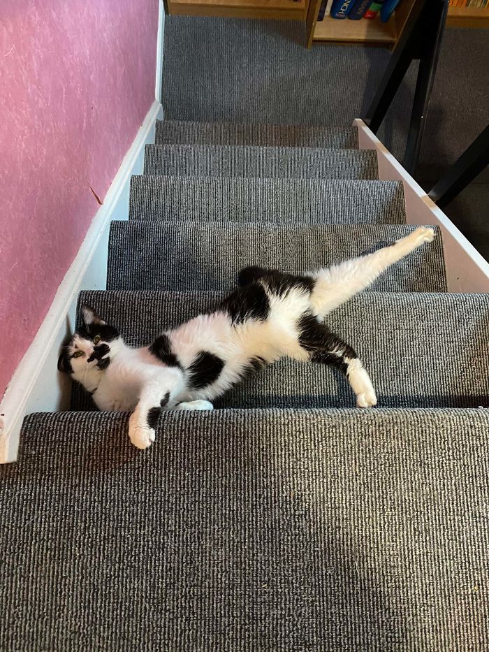 36 vezes as pessoas levantaram a pergunta O que há de errado com meu gato? 30 36 vezes as pessoas levantaram a pergunta O que há de errado com meu gato? 30
