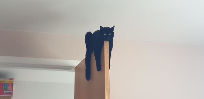 36 vezes as pessoas levantaram a pergunta O que há de errado com meu gato? 31 36 vezes as pessoas levantaram a pergunta O que há de errado com meu gato? 31