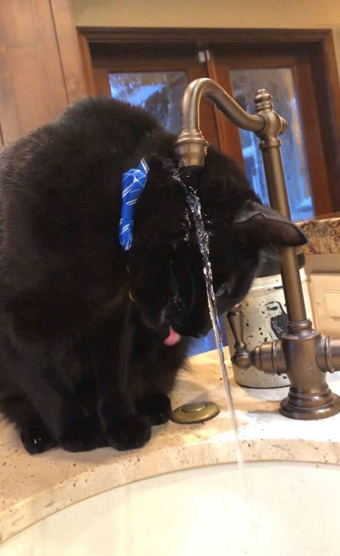 36 vezes as pessoas levantaram a pergunta O que há de errado com meu gato? 33 36 vezes as pessoas levantaram a pergunta O que há de errado com meu gato? 33