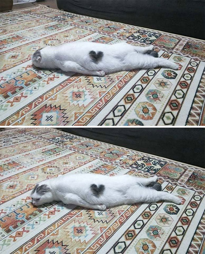 36 vezes as pessoas levantaram a pergunta O que há de errado com meu gato? 34 36 vezes as pessoas levantaram a pergunta O que há de errado com meu gato? 34