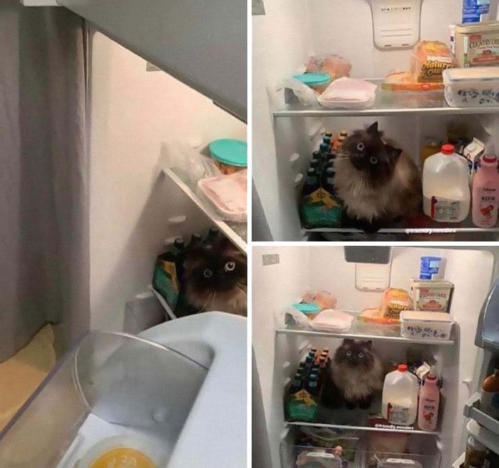 36 vezes as pessoas levantaram a pergunta O que há de errado com meu gato? 35 36 vezes as pessoas levantaram a pergunta O que há de errado com meu gato? 35