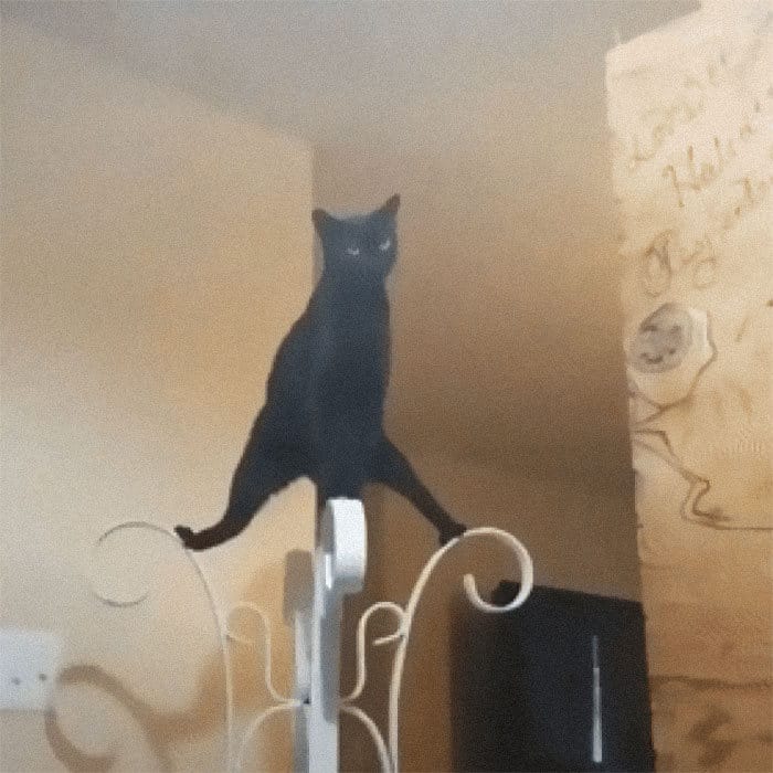 36 vezes as pessoas levantaram a pergunta O que há de errado com meu gato? 36 36 vezes as pessoas levantaram a pergunta O que há de errado com meu gato? 36