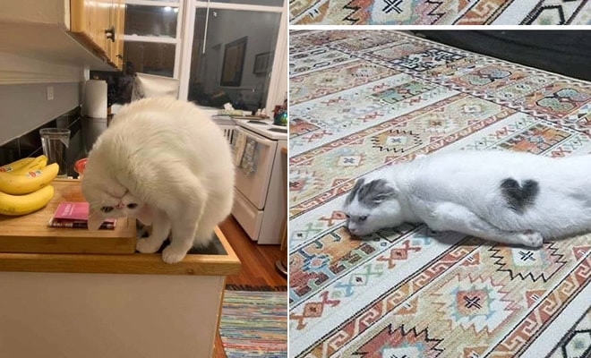 36 vezes as pessoas levantaram a pergunta O que há de errado com meu gato?
