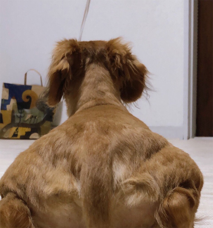 Alguém compartilhou uma foto de cachorro, e os mestres do Photoshop atacou de uma maneira hilária (16 fotos) 1