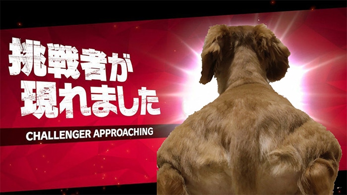 Alguém compartilhou uma foto de cachorro, e os mestres do Photoshop atacou de uma maneira hilária (16 fotos) 4