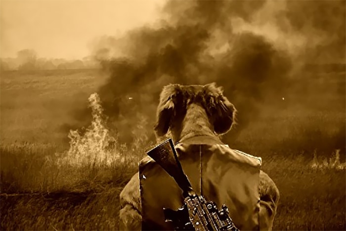 Alguém compartilhou uma foto de cachorro, e os mestres do Photoshop atacou de uma maneira hilária (16 fotos) 7