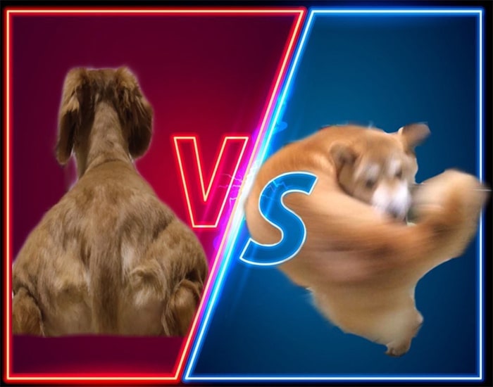 Alguém compartilhou uma foto de cachorro, e os mestres do Photoshop atacou de uma maneira hilária (16 fotos) 8