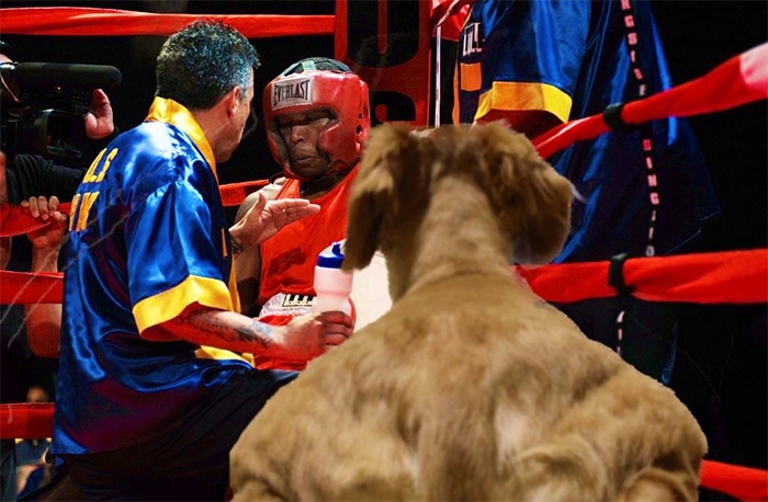 Alguém compartilhou uma foto de cachorro, e os mestres do Photoshop atacou de uma maneira hilária (16 fotos) 10