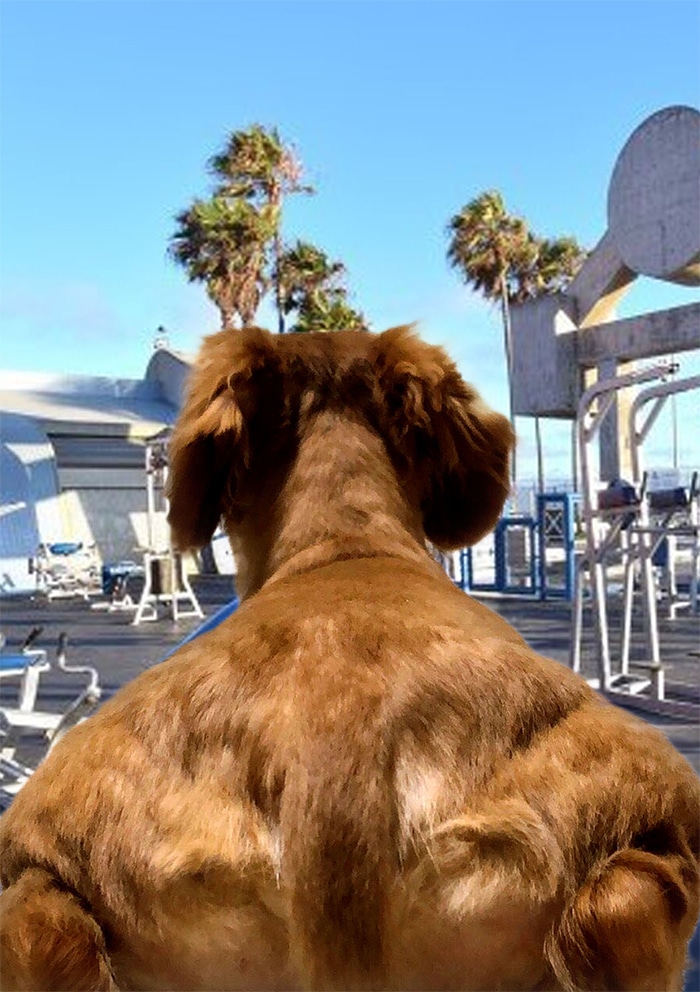 Alguém compartilhou uma foto de cachorro, e os mestres do Photoshop atacou de uma maneira hilária (16 fotos) 11