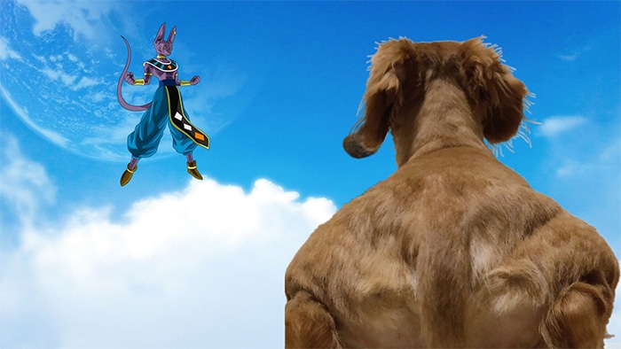 Alguém compartilhou uma foto de cachorro, e os mestres do Photoshop atacou de uma maneira hilária (16 fotos) 16