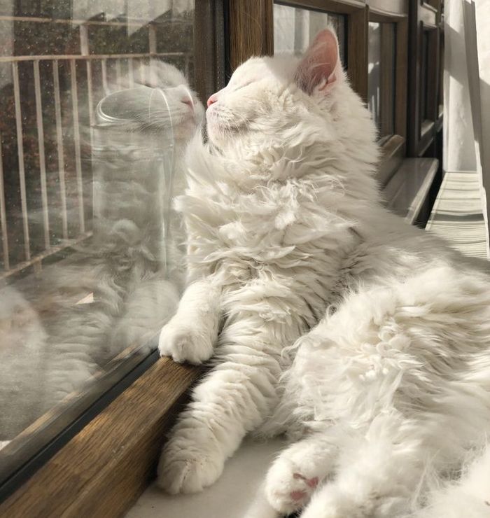 21 animais de estimação que adora um banho de sol 2