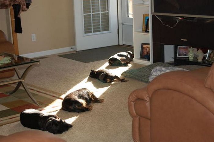 21 animais de estimação que adora um banho de sol 3