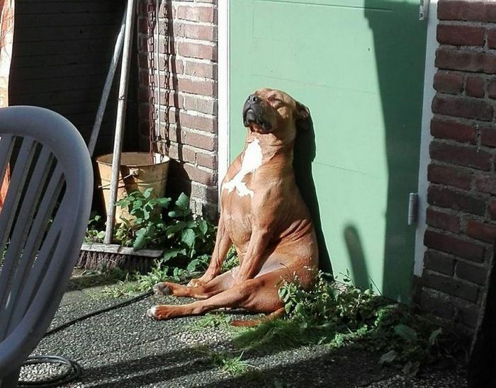 21 animais de estimação que adora um banho de sol 4