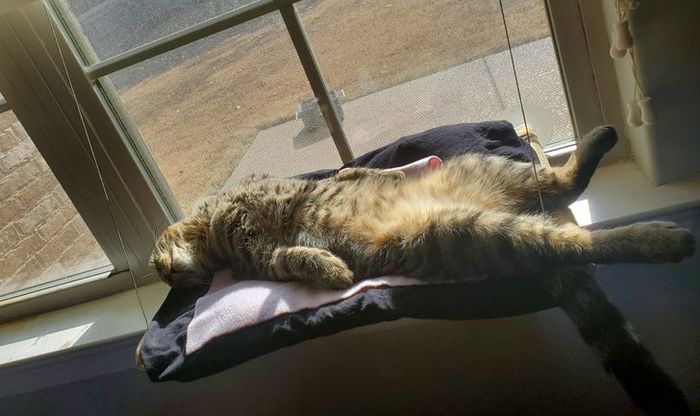 21 animais de estimação que adora um banho de sol 7