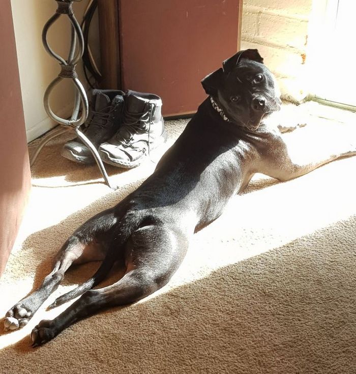 21 animais de estimação que adora um banho de sol 8