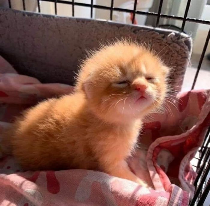 21 animais de estimação que adora um banho de sol 9