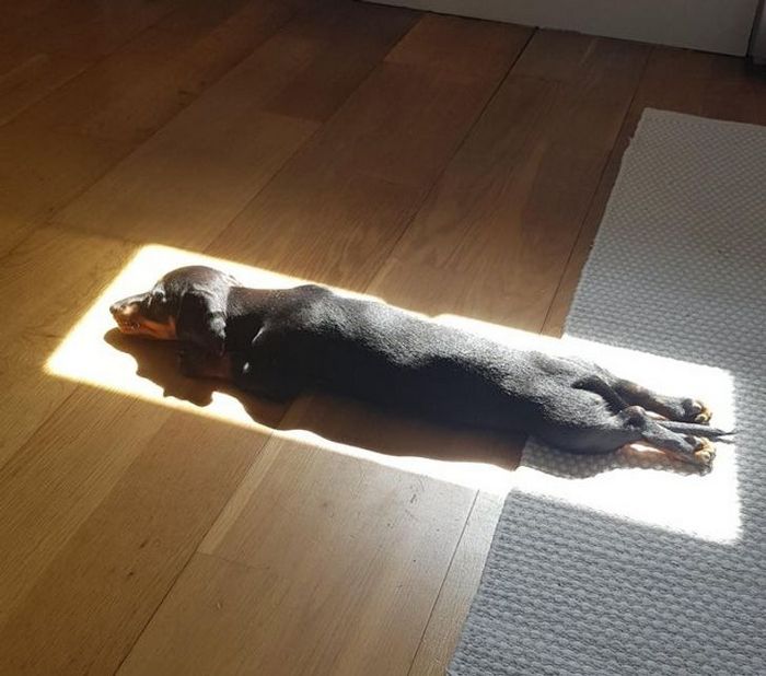 21 animais de estimação que adora um banho de sol 10