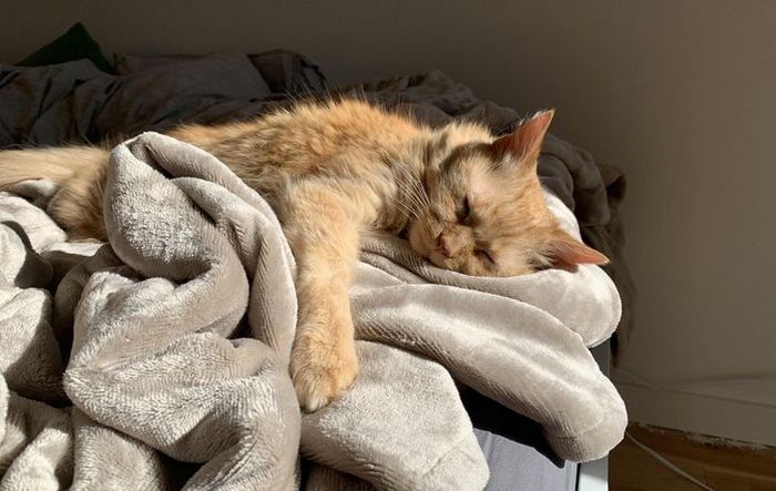 21 animais de estimação que adora um banho de sol 11