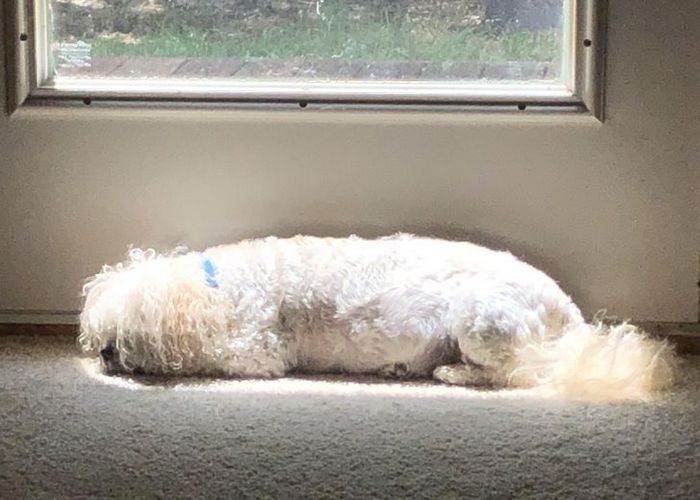 21 animais de estimação que adora um banho de sol 12