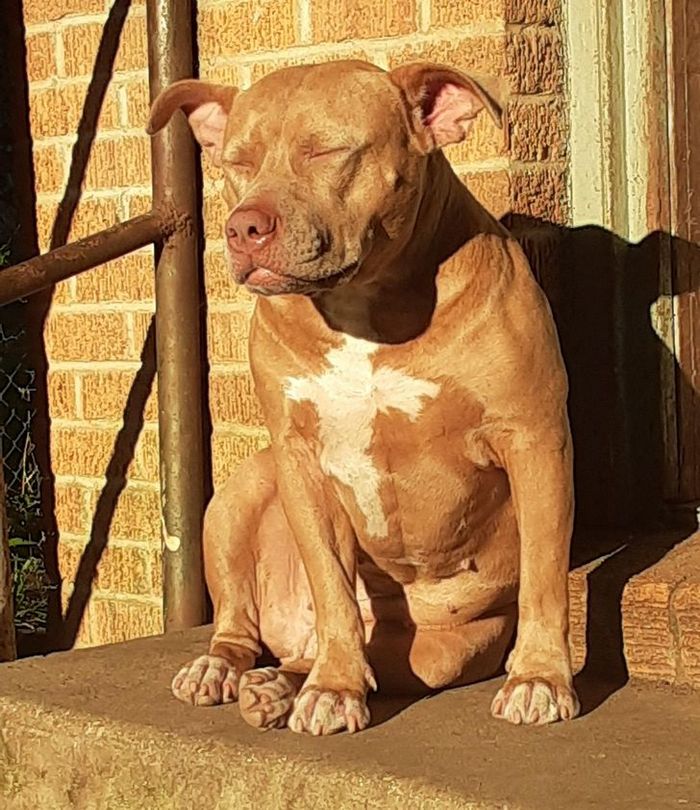 21 animais de estimação que adora um banho de sol 13