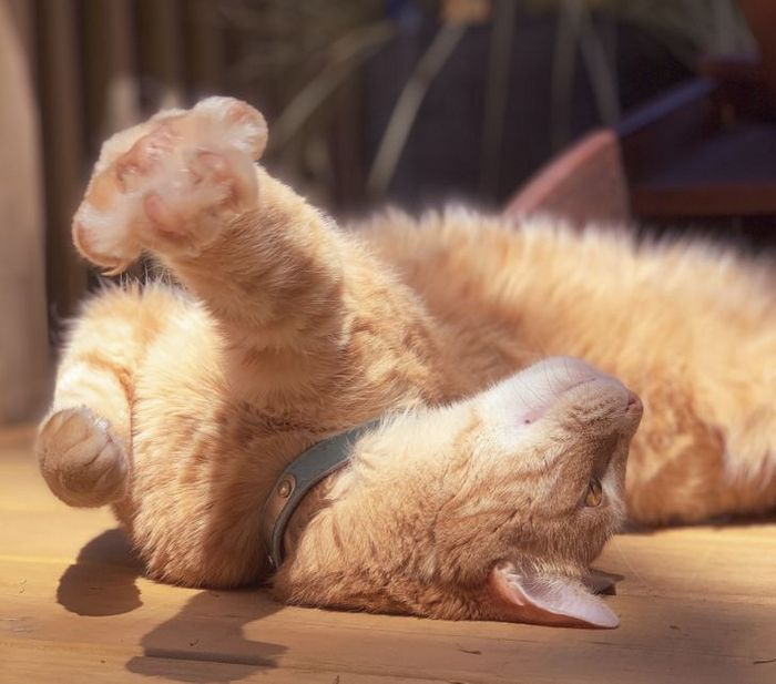 21 animais de estimação que adora um banho de sol 14