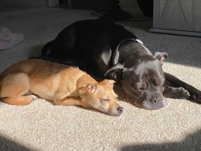 21 animais de estimação que adora um banho de sol 15